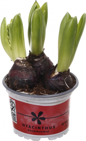 Растение комнатное Гиацинт микс 3рр 12/15