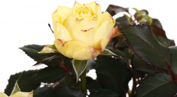 Растение комнатное Гербера микс 12/25