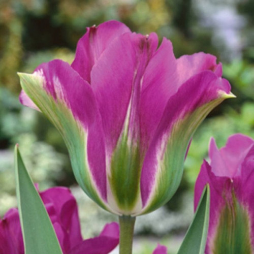 Луковица Яскрава Тюльпан виридифлора Violet Bird 