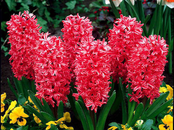 Цибулина Яскрава Jan Bos 2 шт. 