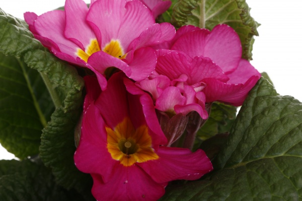 Растение Примула 10,5/20 мікс.