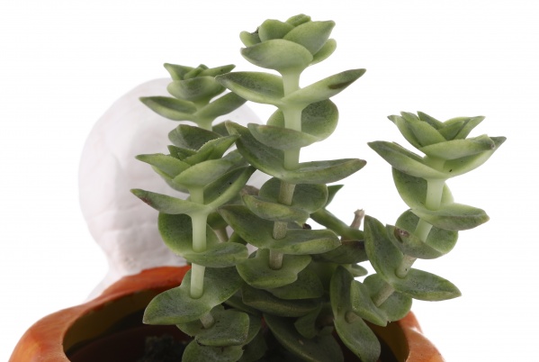 Суккулент в горшке хелоуин 6/12