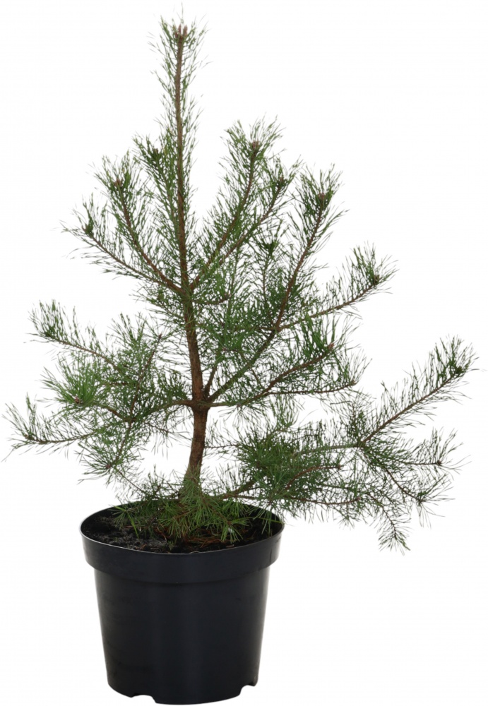 Сосна обычная Pinus sylvestris 15L H70-90 см