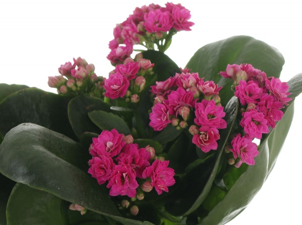 Рослина Каланхоє мікс 12/25