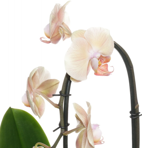 Растение комнатное Фаленопсис 2 ветки Каскад микс d12 h35-45см