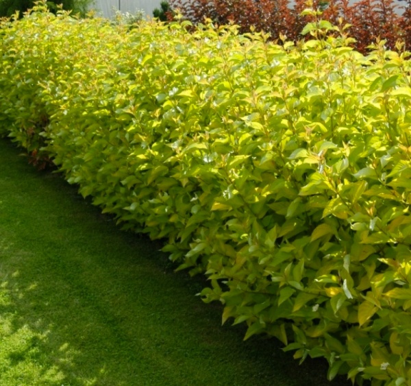 Саженец Дерен белый Aurea (V21-F21 60-70 С5)