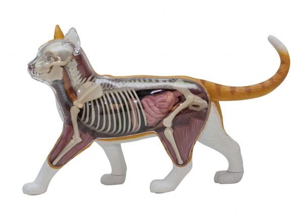 Объемная анатомическая модель 4D Master Кот рыжий табби FM-622005