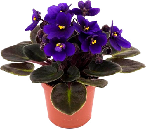 Растение комнатное Сенполия d12 h20