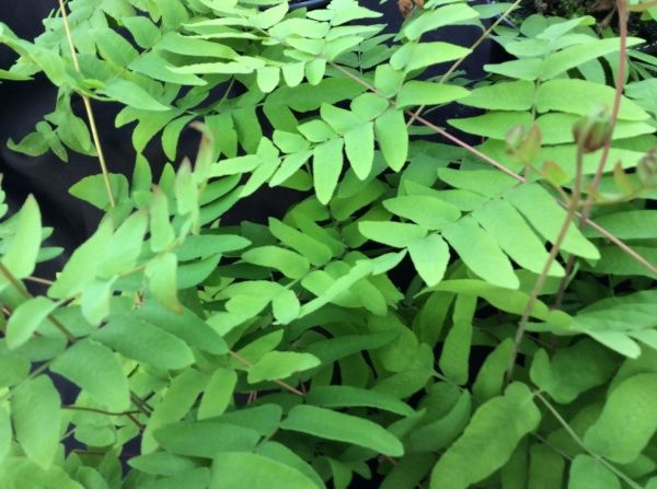 Растение декоративное Лотос К Чистоуст величавый (Osmunda regalis)