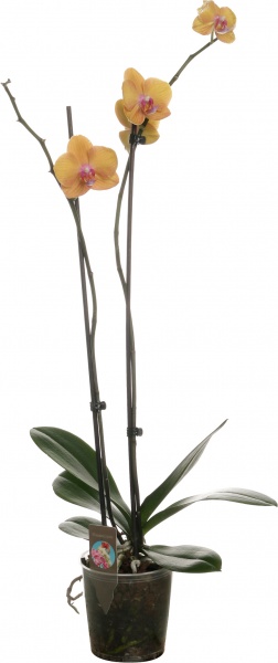 Растение комнатное Фаленопсис микс 1 ствол 12/60-70