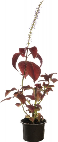 Растение комнатное Колеус Блумэй d11