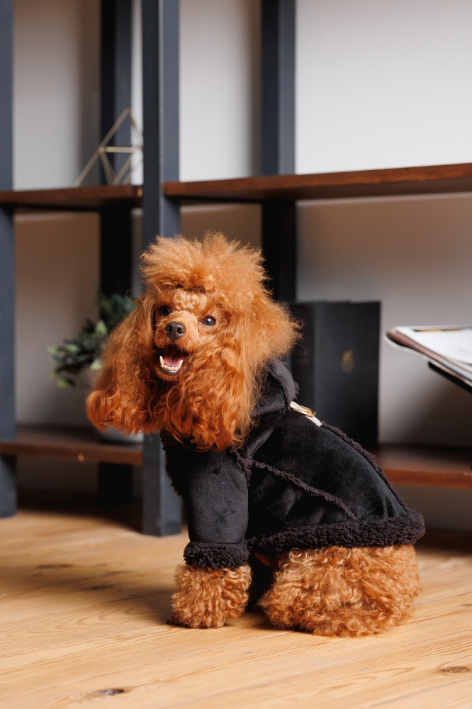 Дубленка Pet Fashion Black S