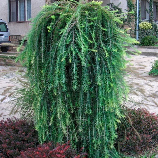 Растение Лиственница европейская / Larix decidua Pendula, С20 Ра