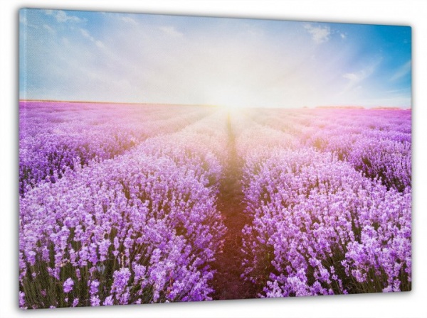 Картина на холсте Закат солнца в лаванде 60x100 см Dekor-Karpaty ЕО244 