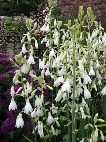 Луковица гальтонии 1 шт. 