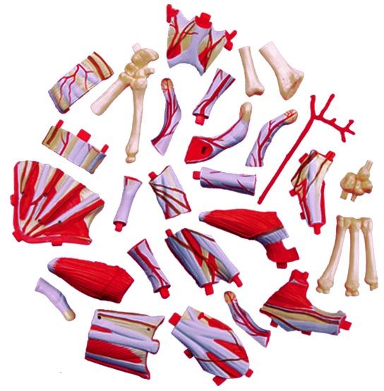 Об’ємна анатомічна модель 4D Master Рука людини FM-626009