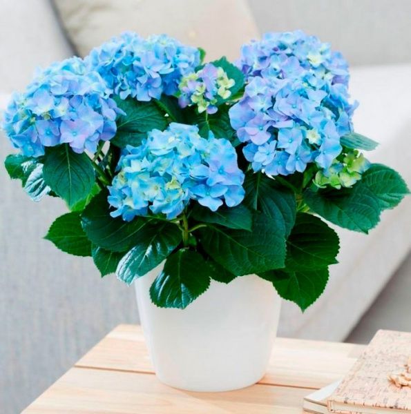 Рослина Гортензія Macrophylla мікс 2/3 10х20 см