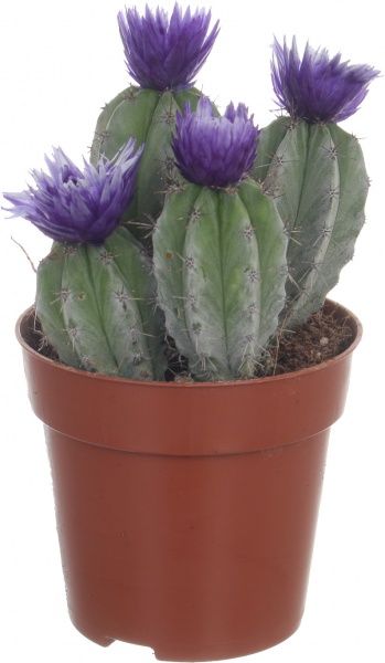 Растение Кактус микс из искусственным цветком 8/12