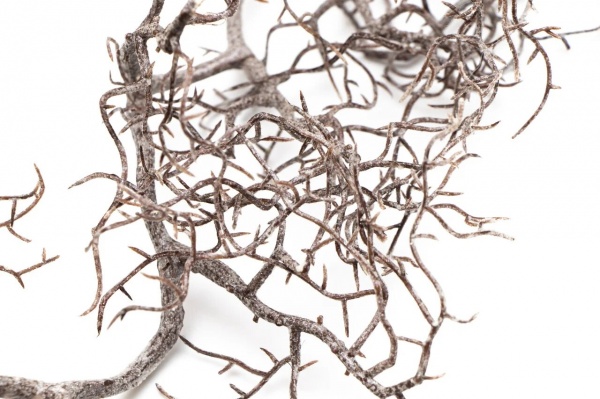 Веточка декоративная 170272 16х11 см 162 см 