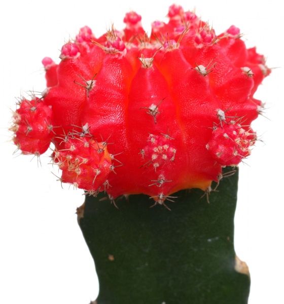 Рослина Гімнокаліціум Дамсі 8/20