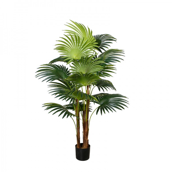  Fan Palm (Dw-23) Engard