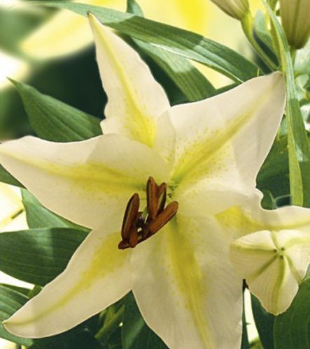 Луковица Яскрава Лилия LA гибрид Freya 1 шт. 