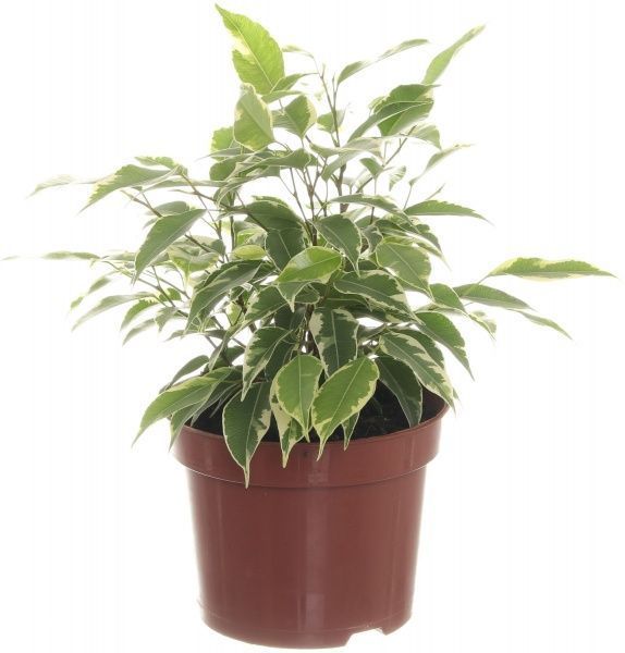 Рослина Фікус Кінкі 12х30 см