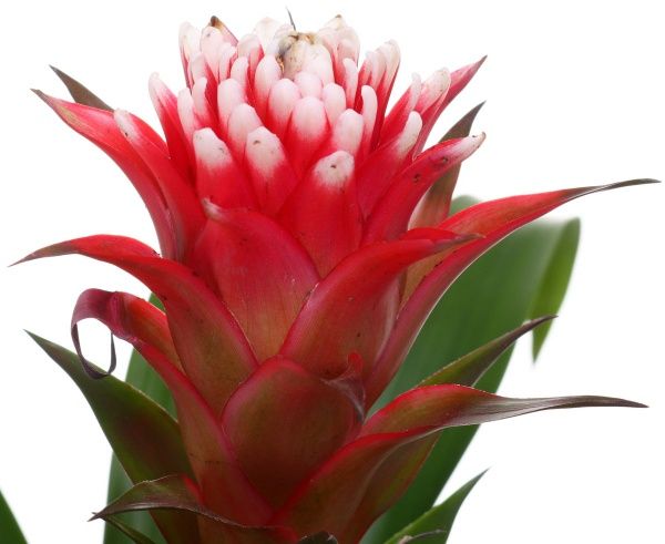 Растение комнатное Гузмания Торч 12x55 см