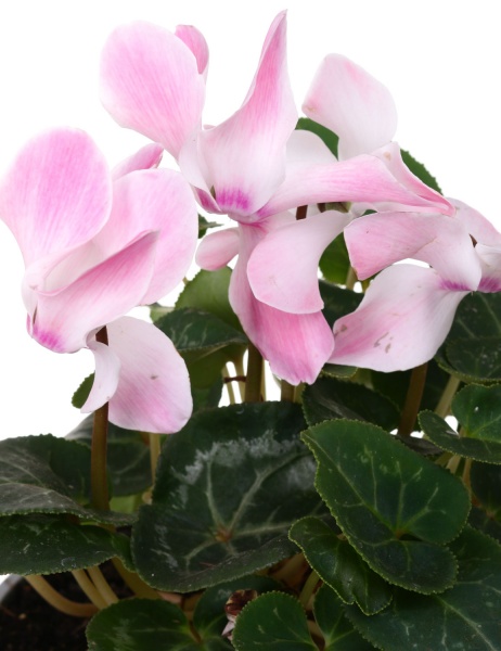 Рослина декоративна Цикламен мікс d12 h25