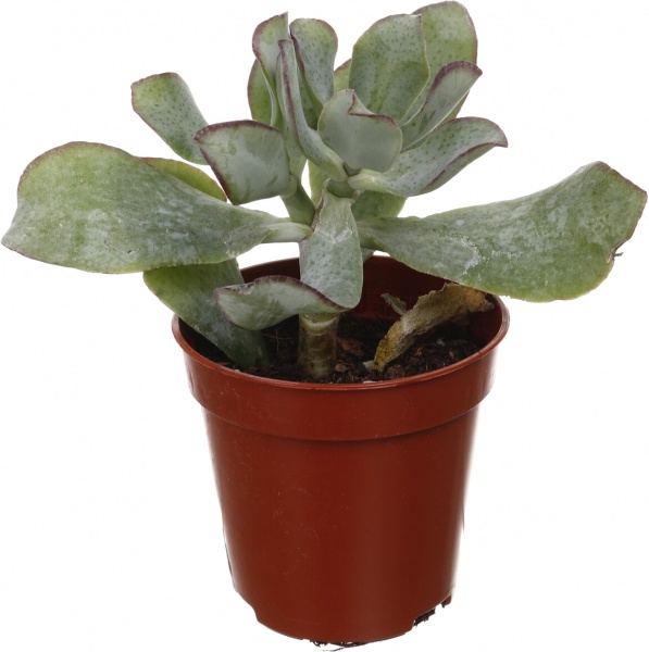 Рослина кімнатна Сукулент мікс 5х8 см