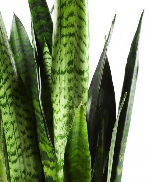 Рослина Сансівьєрія Циліндріка Фан 9/25