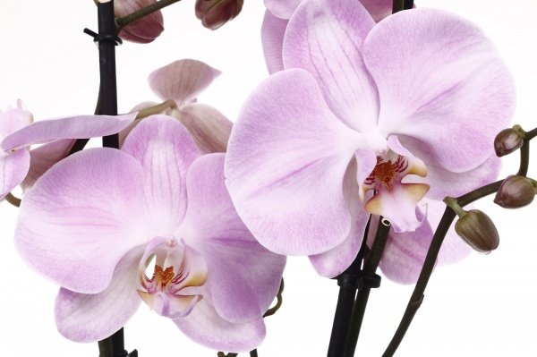 Растение Фаленопсис 12/75 2 гг элит микс