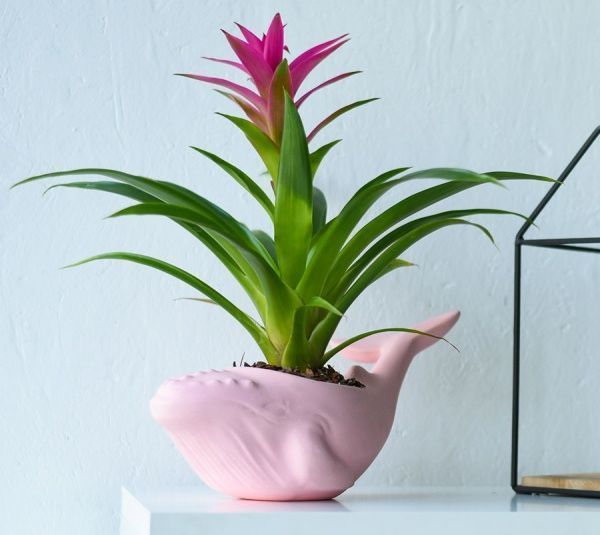 Кашпо Animal Land Кит розовый Дон Пион