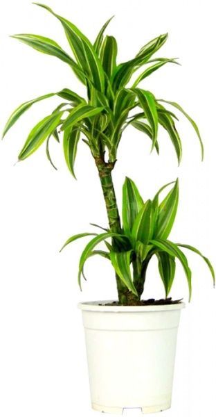 Рослина Драцена Lemon Lime 2 стовбури 17/65