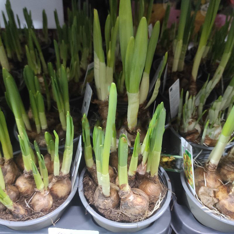 Рослина Нарцис 12x20 мікс