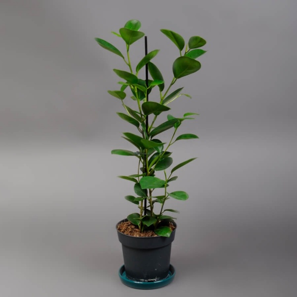 Растение Фикус Микрокарпа Макламе 14 x 55