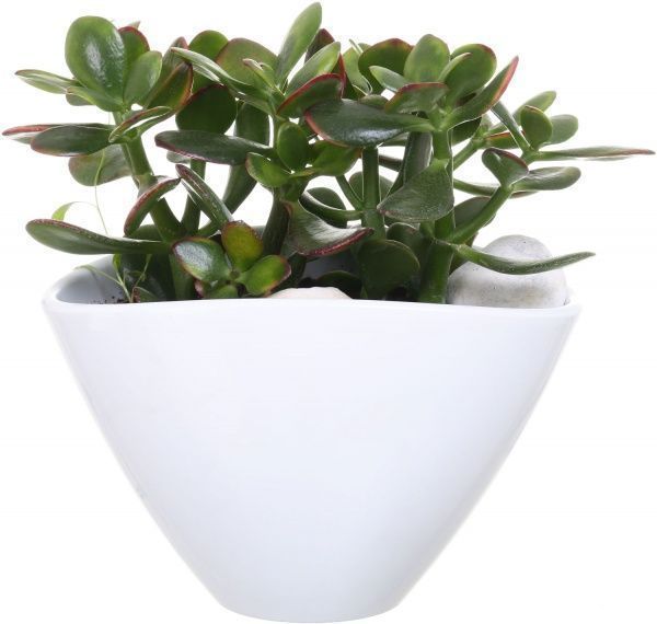 Композиция суккулент микс в плошке 22x35