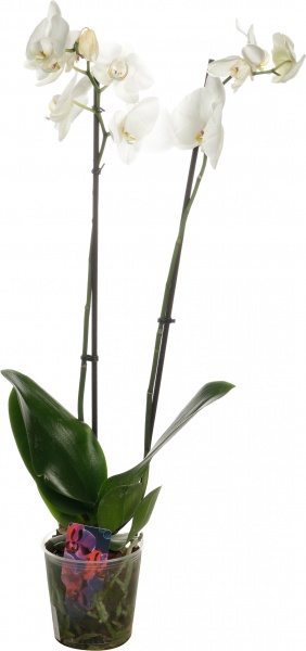 Растение комнатное Фаленопсис микс 1 ствол 12/60-70