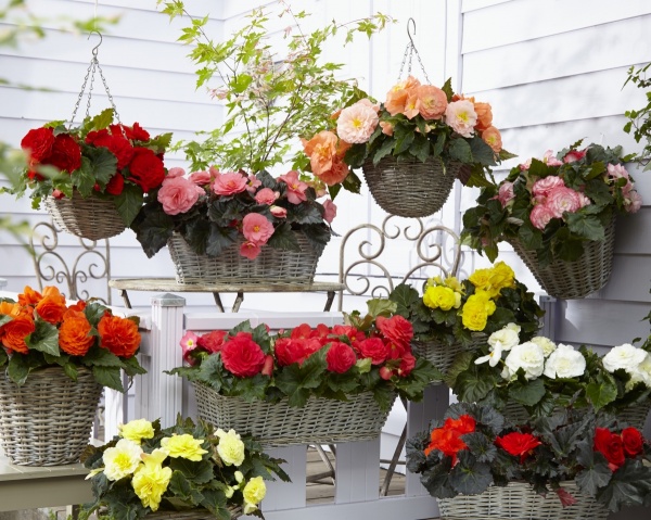 Семена Професійне насіння бегония Гоу-Гоу F1 смесь 10 шт. (4823058203072)