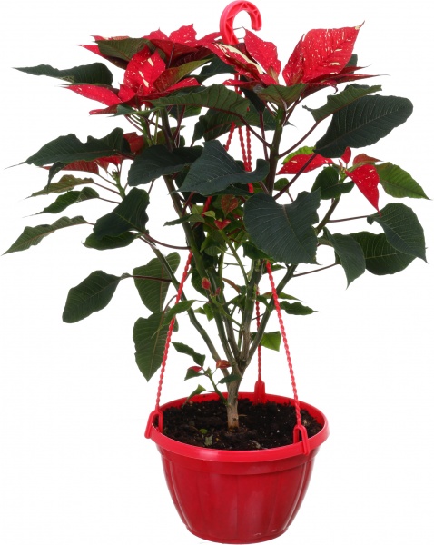 Растение Пуансеттия D20 см