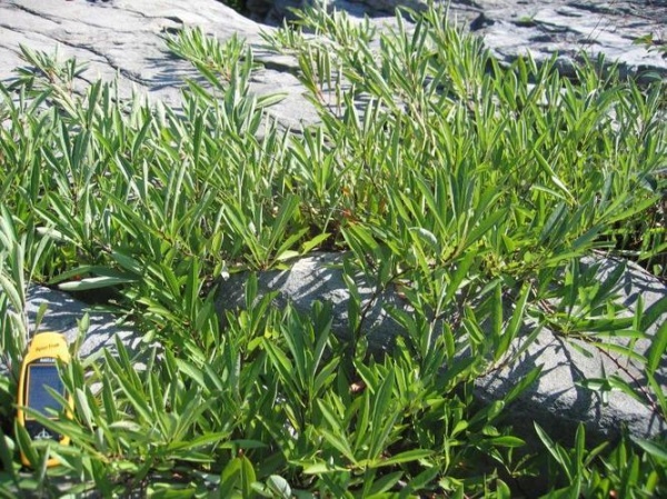 Растение Слива приземистая С3