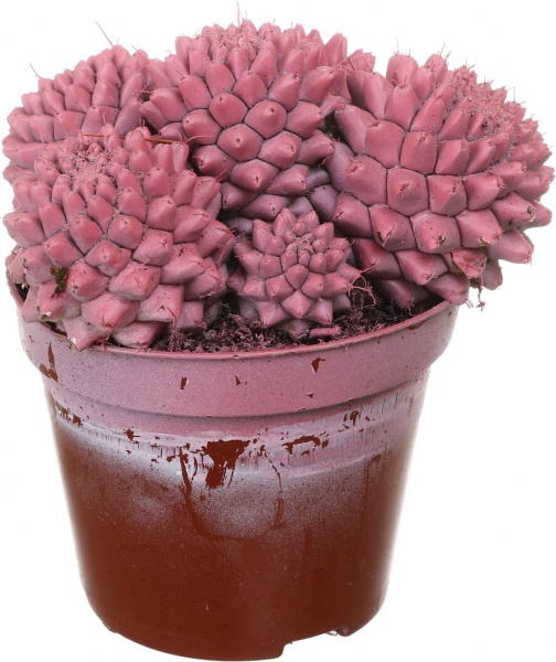 Растение Кактус разноцветный 8/10