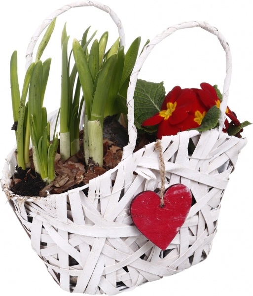 Растение Гиацинт + Примула + Нарцисс 3 овал сердце в корзине