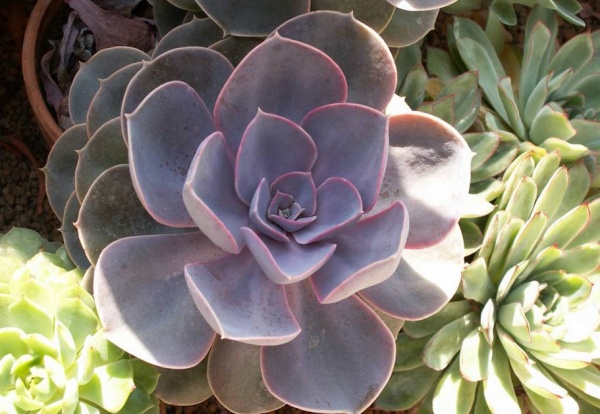 Рослина Ехеверія мікс в керамічному горщику d8/h10