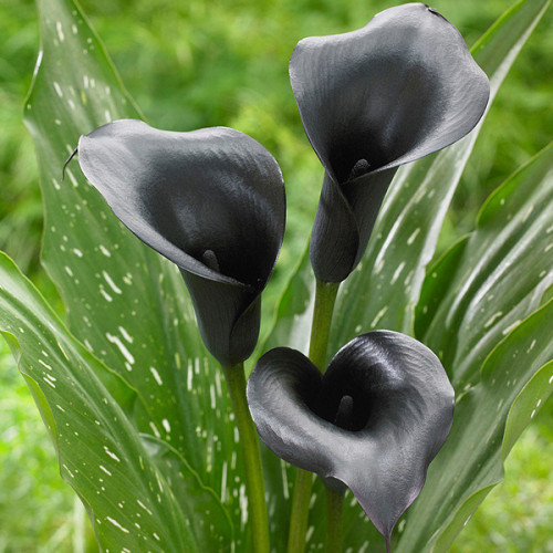 Луковица Калла Black Diamond 1 шт. 