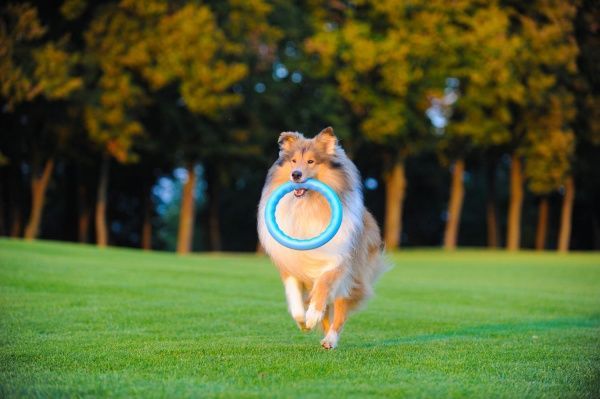 Игрушка для собак PitchDog кольцо для апортировки d 28 см голубое