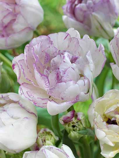 Луковица тюльпана махрового позднего Норманди 3 шт. 