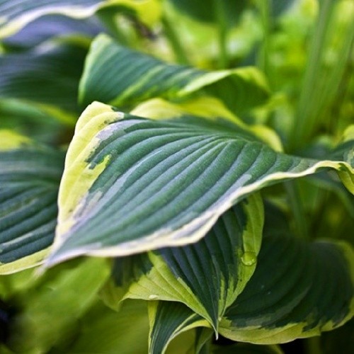 Растение Хоста Yellow River С3