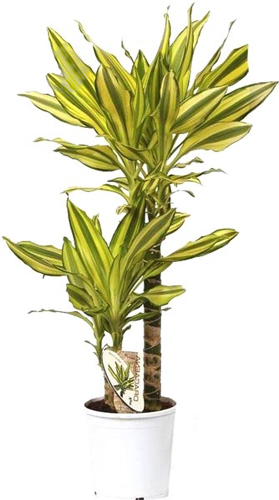Растение Драцена Голден Коаст 2 ствола 17/65