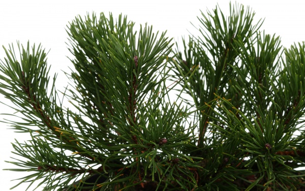 Растение сосна черная nigra С3